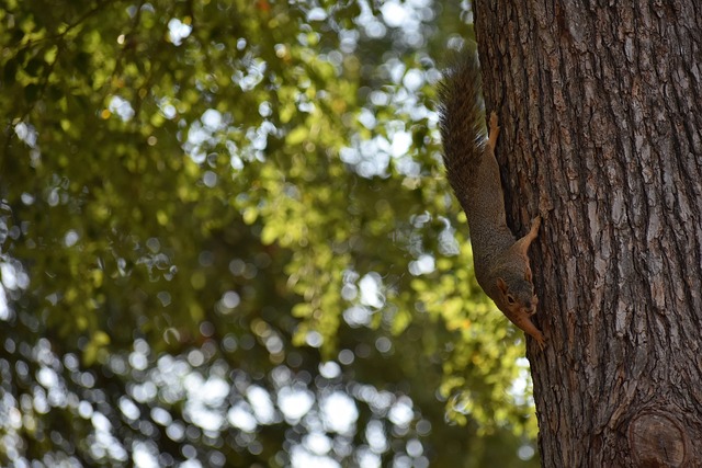 续梅开二度 续梅开二度